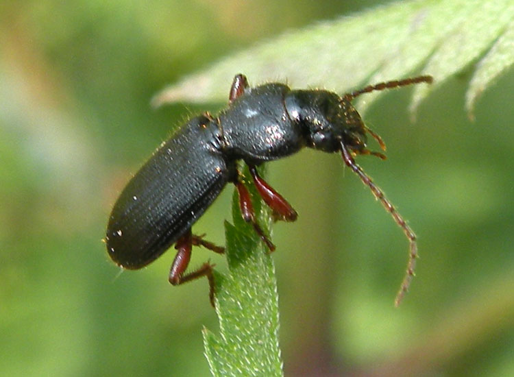 Coleottero nero